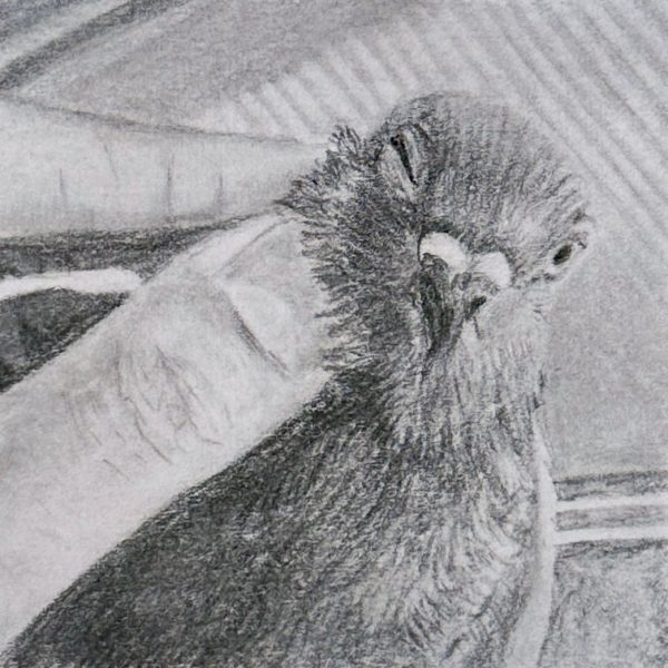 A portrait of rescued domestic pigeon Dale drawn in pencil on a post-it note