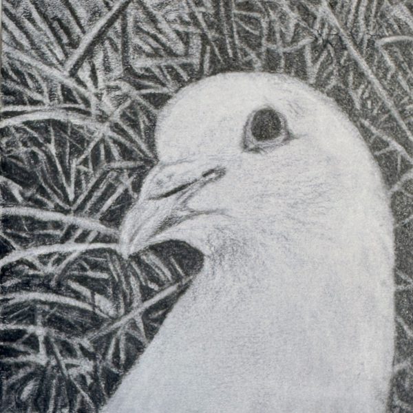 A portrait of rescued domestic pigeon Emily's Friend drawn in pencil on a post-it note