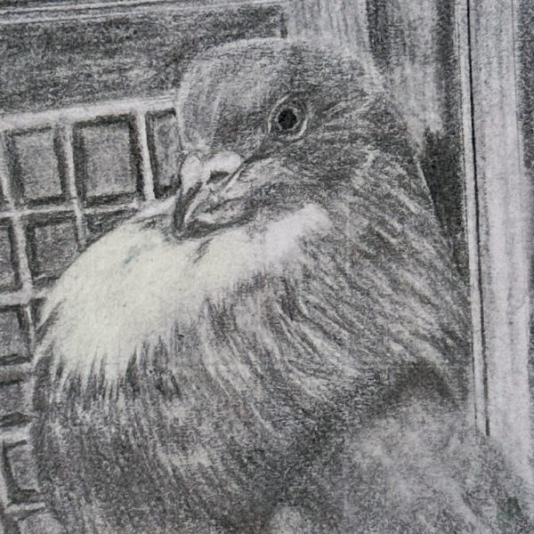 A portrait of rescued domestic pigeon Fraser drawn in pencil on a post-it note
