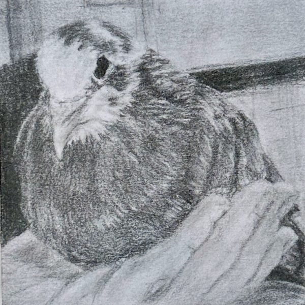 A portrait of rescued domestic pigeon Gem drawn in pencil on a post-it note