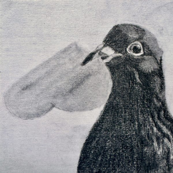 A portrait of rescued feral pigeon Pickles drawn in pencil on a post-it note