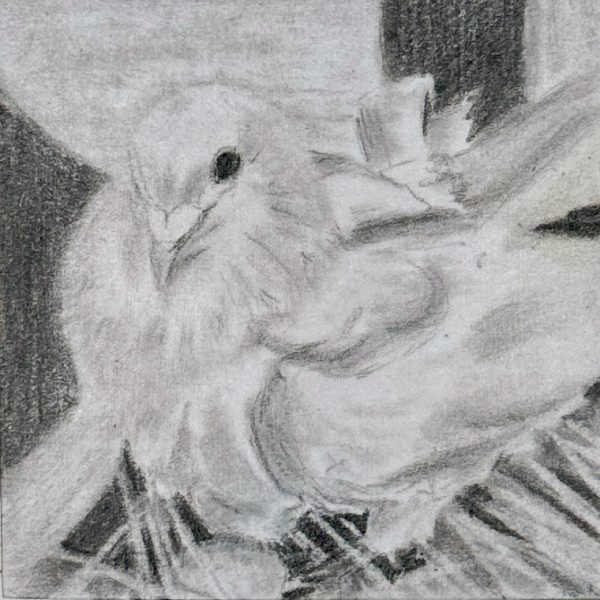 A portrait of rescued domestic pigeon Joey drawn in pencil on a post-it note