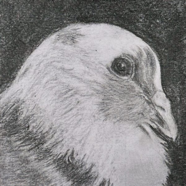 A portrait of rescued domestic pigeon Kato drawn in pencil on a post-it note
