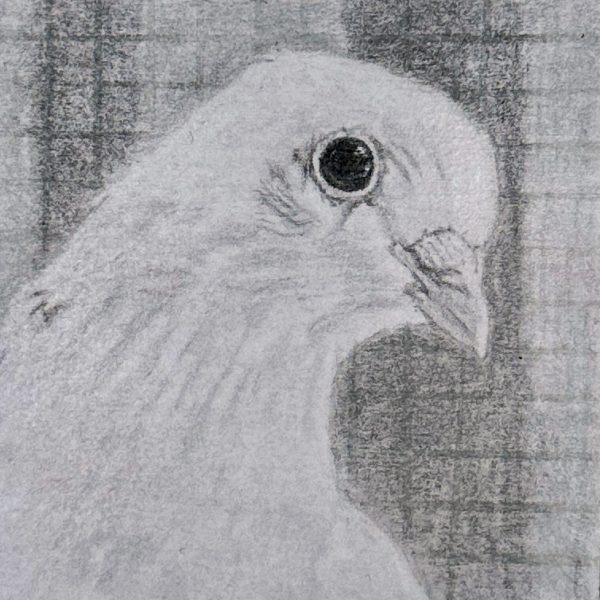A portrait of rescued domestic pigeon Little Voice drawn in pencil on a post-it note