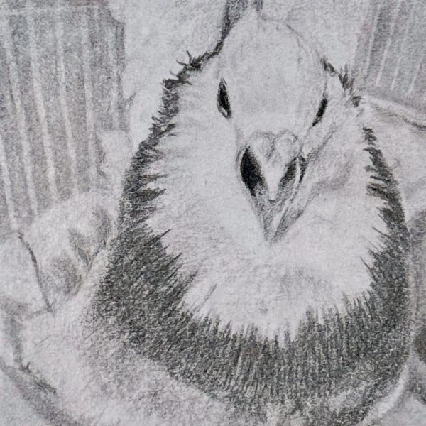 A portrait of rescued domestic pigeon Meringue protecting her fake eggs, drawn in pencil on a post-it note