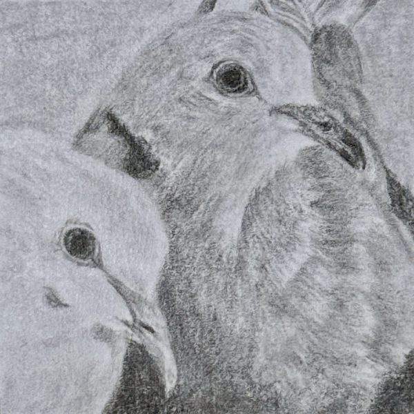 A portrait of rescued ringneck doves, Melvin and Lily drawn in pencil on a post-it note