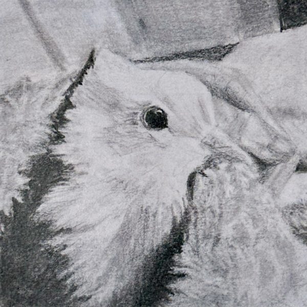 A portrait of rescued domestic pigeon Meringue drawn in pencil on a post-it note