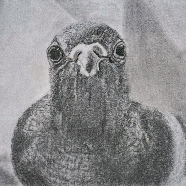 A portrait of rescued domestic pigeon Misty drawn in pencil on a post-it note