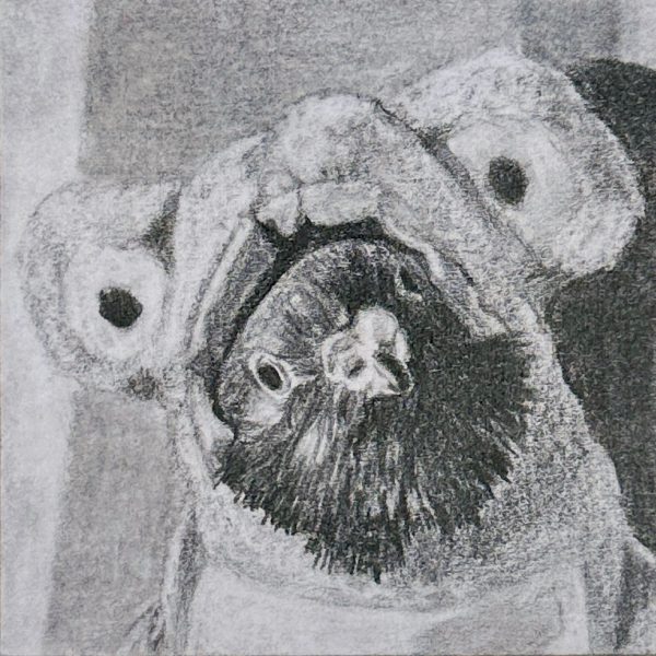 A portrait of rescued feral pigeon Pickles in his frog costume, drawn in pencil on a post-it note