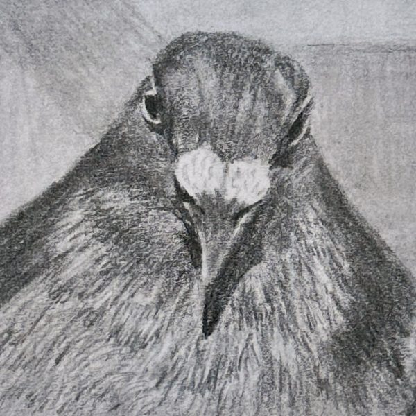 A portrait of rescued domestic pigeon Pudge drawn in pencil on a post-it note