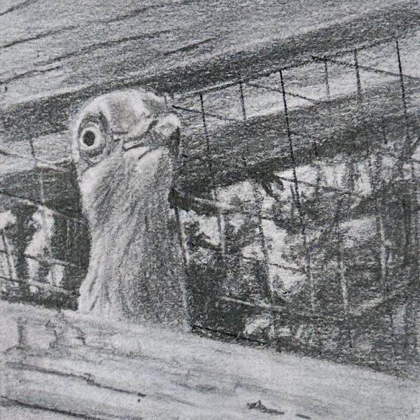A portrait of rescued domestic pigeon Sardine drawn in pencil on a post-it note