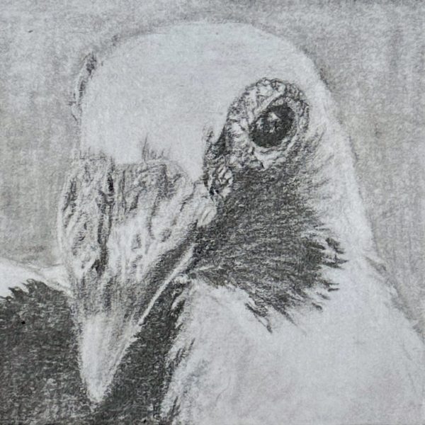 A portrait of rescued domestic pigeon Shakespeare drawn in pencil on a post-it note