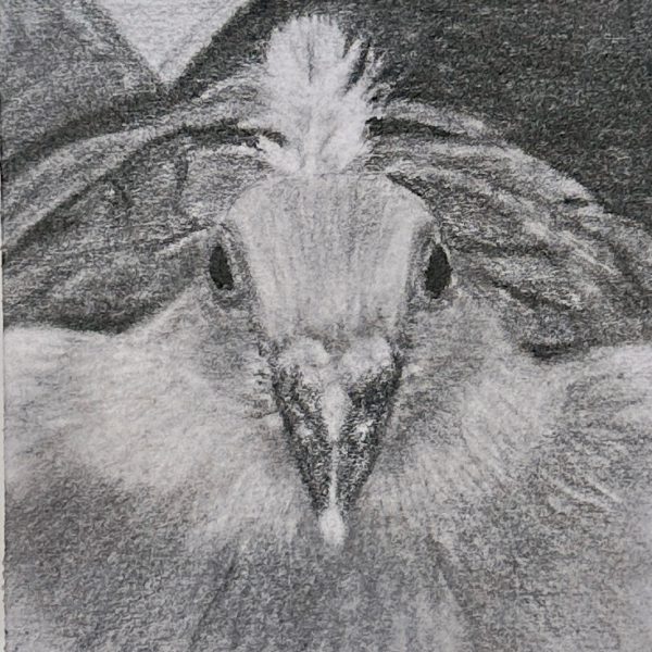 A portrait of rescued domestic pigeon Tramanto drawn in pencil on a post-it note