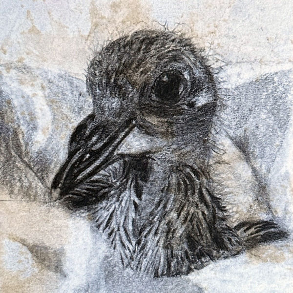A pencil drawing of baby rescued feral pigeon Mo on a distressed post-it note
