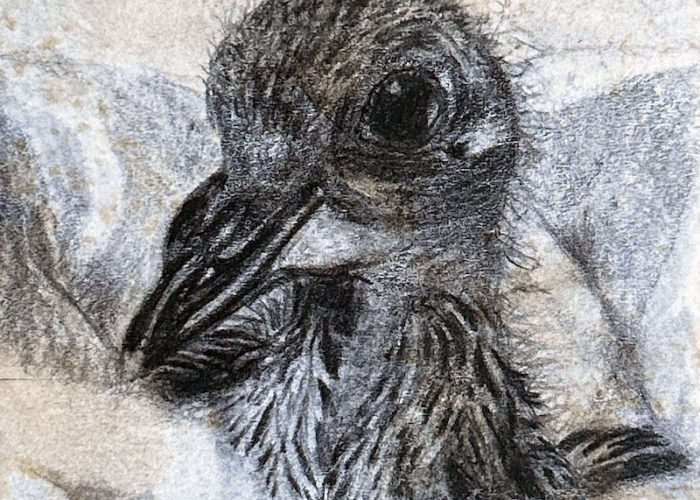 A pencil drawing of baby rescued feral pigeon Mo on a distressed post-it note