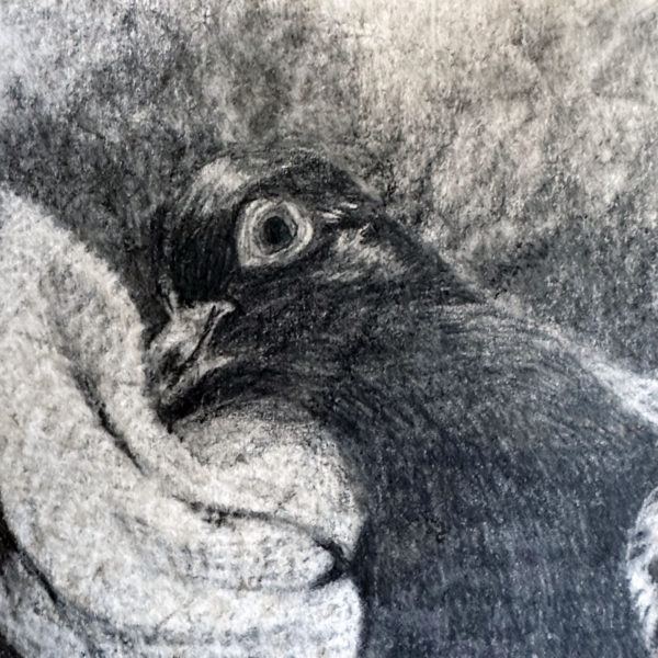 A pencil drawing of rescued feral pigeon Crouton on a distressed post-it note