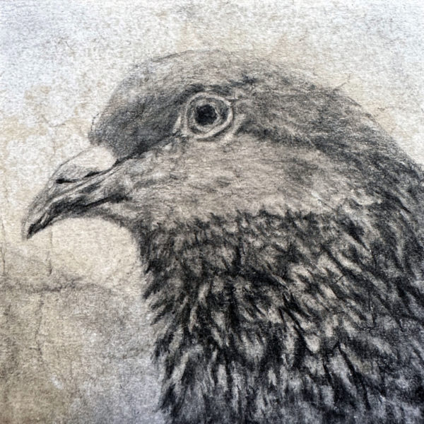 A pencil drawing of rescued feral pigeon Flicky on a distressed post-it note