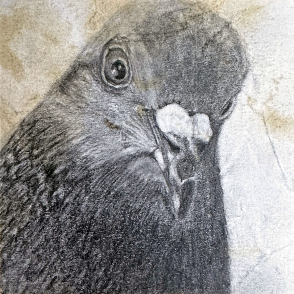 A pencil drawing of rescued feral pigeon Glory on a distressed post-it note