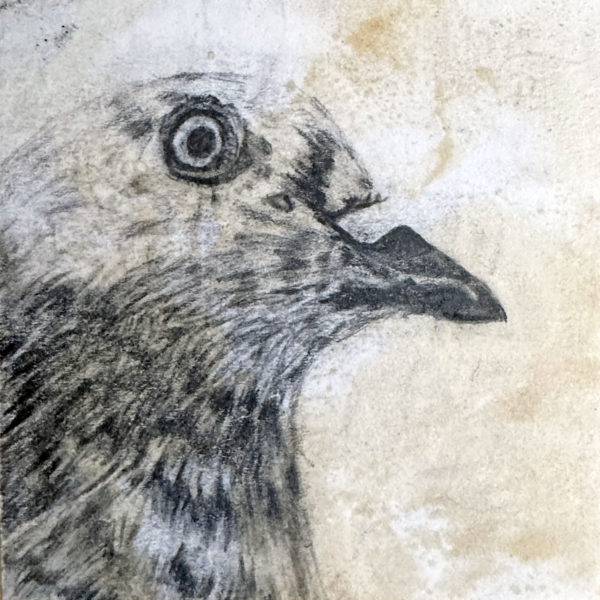 A pencil drawing of rescued feral pigeon Mo on a distressed post-it note
