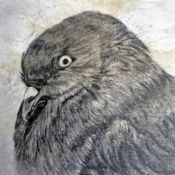 A pencil drawing of rescued feral pigeon Pijimoto on a distressed post-it note