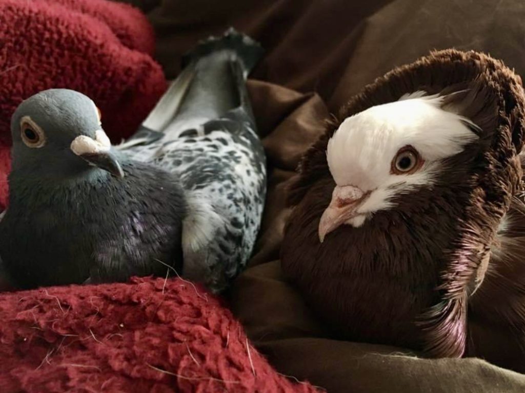 Rescued Old Dutch Capuchine pigeon Jacob with his mate, Pesto