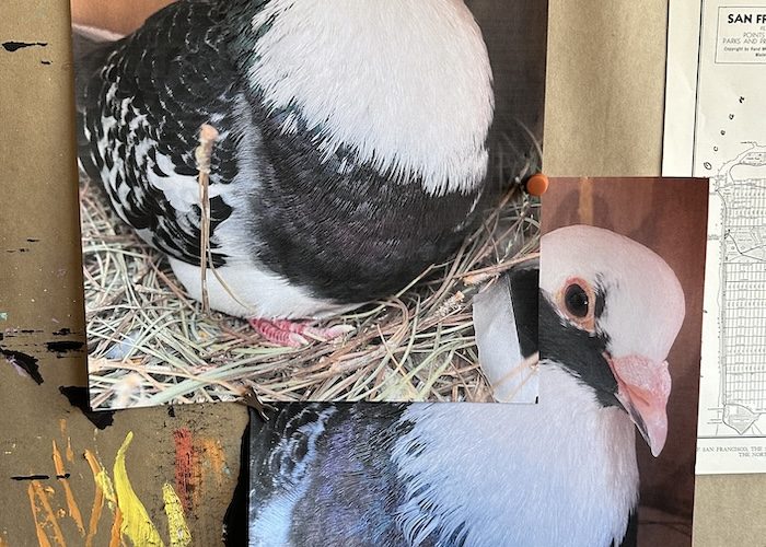 Two reference photos of black and white rescued king pigeon Alfred